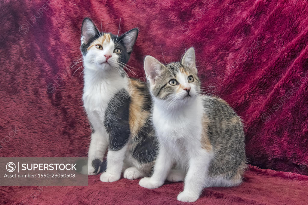 Calico Kittens (10 weeks old) - SuperStock