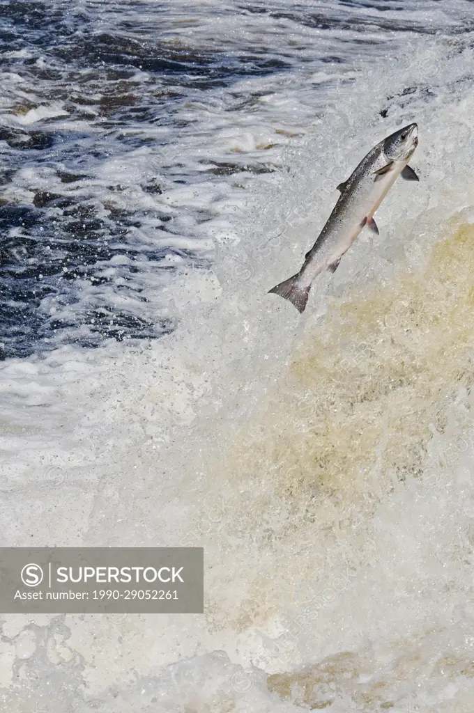 Other Freshwater Fish - Newfoundland and Labrador, Canada