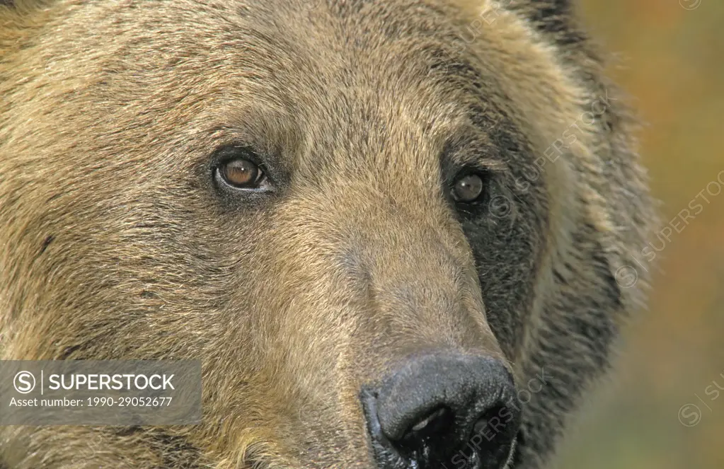 Grizzly Bear. Autumn. Rocky Mountains, British Columbia, Canada.