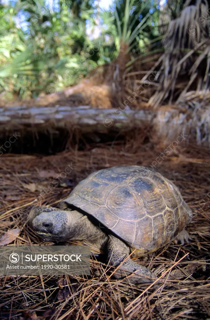 Gopher tortoise Gopherus polyphemus, central Florida