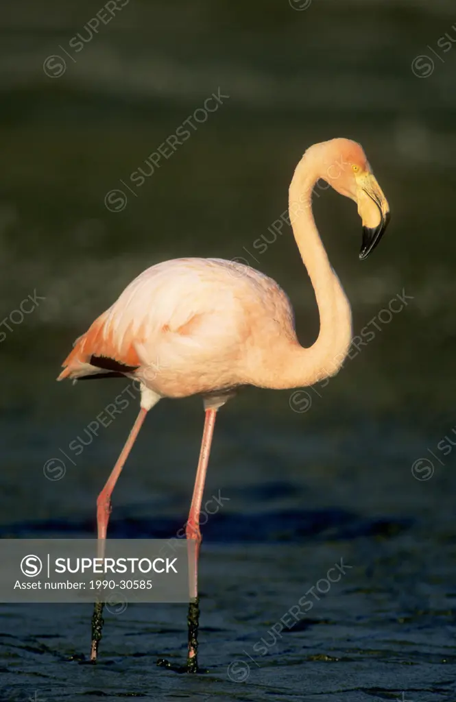 Greater falmingo Phoenicopterus ruber, Isabela Island, Galapagos Archipelago, Ecuador