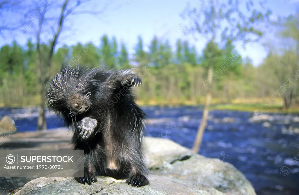 A month_old baby porcupine Erethizon dorsatum scratches its itchy skin. Eastern USA.