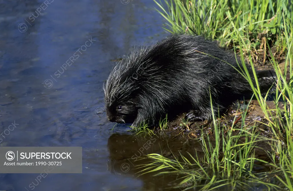 A month_old baby porcupine Erethizon dorsatum drinking from the edge of a pond. Eastern USA.