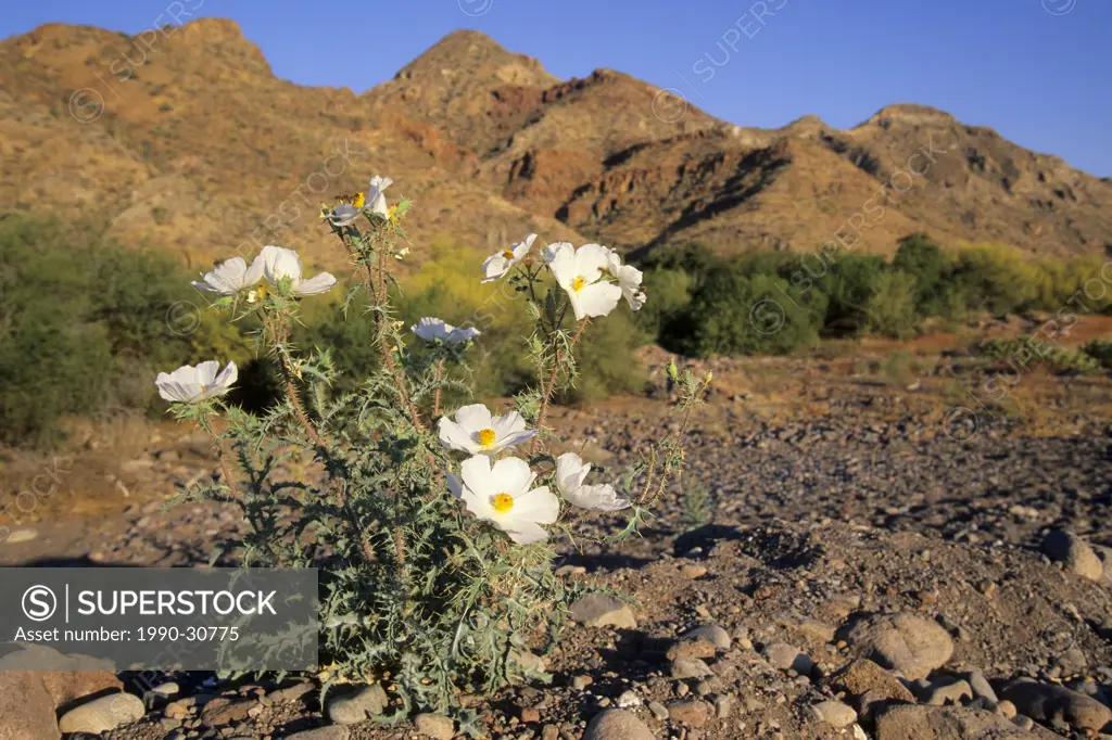 Prickly poppy Argemone platyceras, Sonoran Desert, Baja Mexico