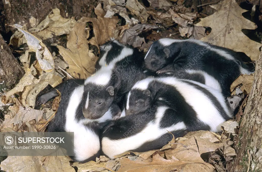 Litter of newborn striped skunks Mephitis mephitis in the family natal nest, Minnesota, USA.