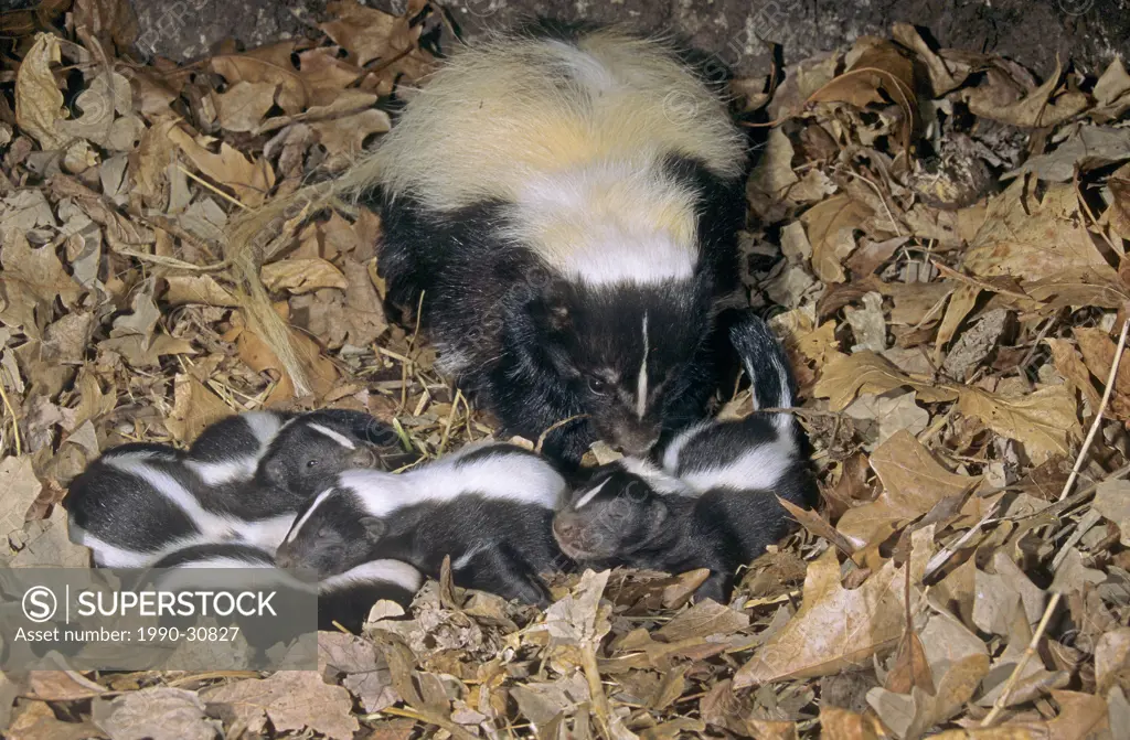 Mother striped skunk Mephitis mephitis with her newborn young in the family natal nest, Minnesota, USA.