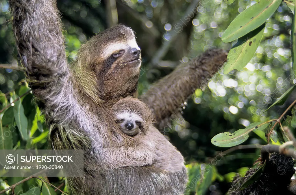 Mother three_toed sloth Bradypus variegatus and young, coastal mangroves, Panama, Central America