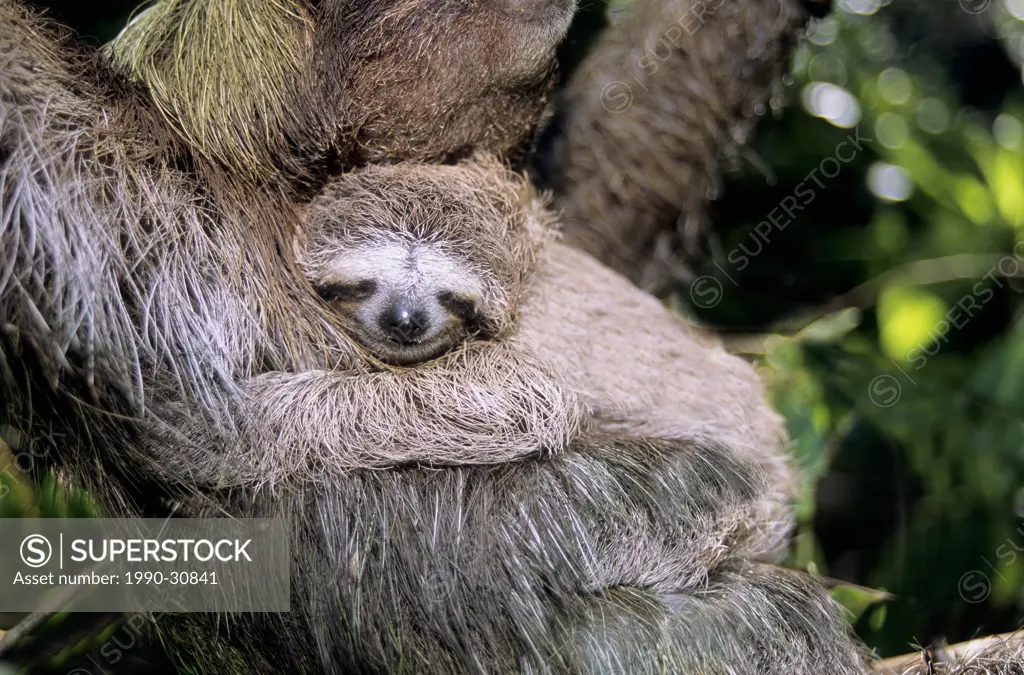 Young three_toed sloth Bradypus variegatus clinging to its mother´s chest, coastal mangroves, Panama, Central America