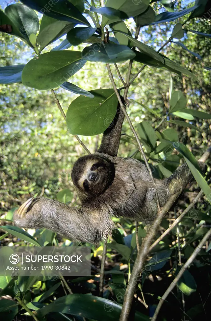 Mother three_toed sloth Bradypus variegatus with a baby clinging to her chest, coastal mangroves, Panama, Central America