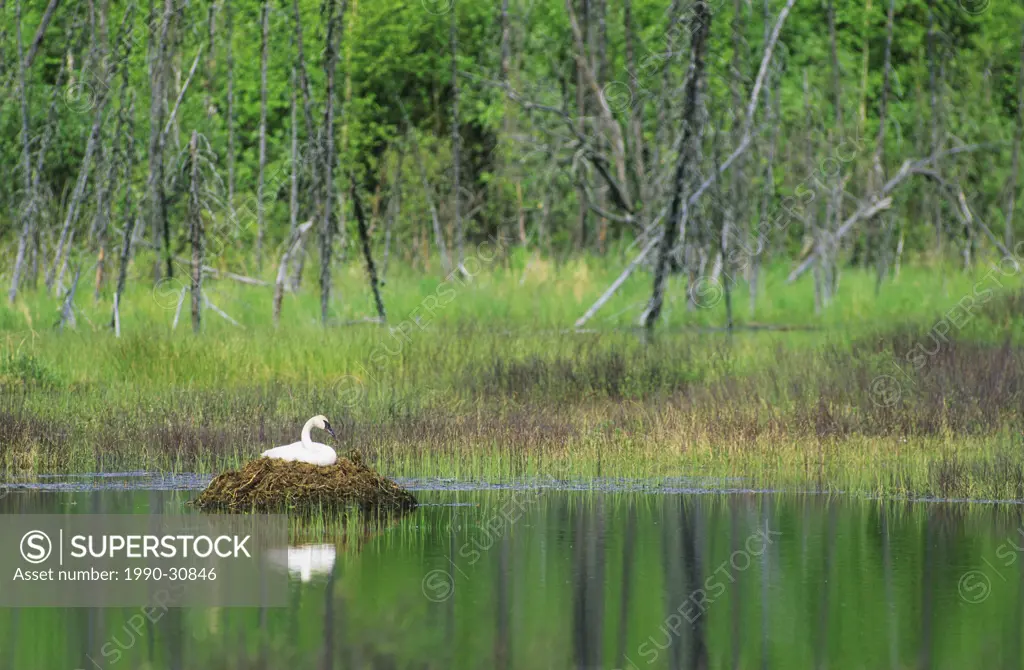 Incubating female trumpeter swan Cygnus buccinator, south_central Alaska, U.S.A.