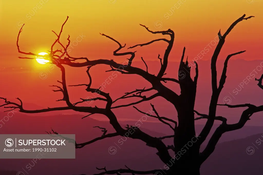 Large tree snag at sunset, Olympic National Park, Washington, USA