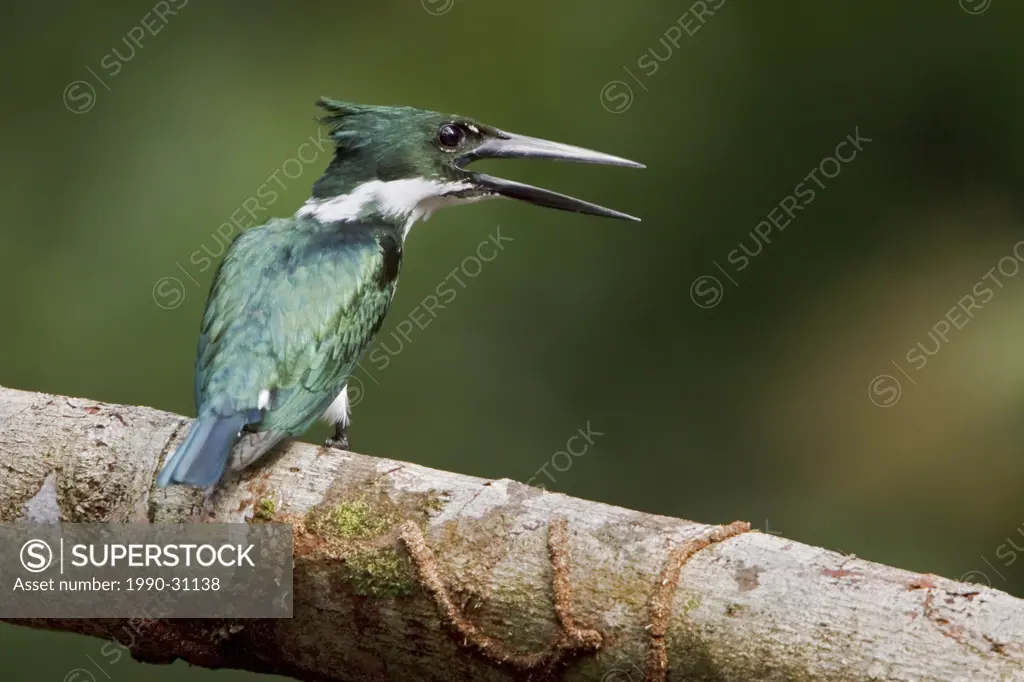 Amazon Kingfisher Chloroceryle amazona perched on a branch near the Napo River in Amazonian Ecuador.