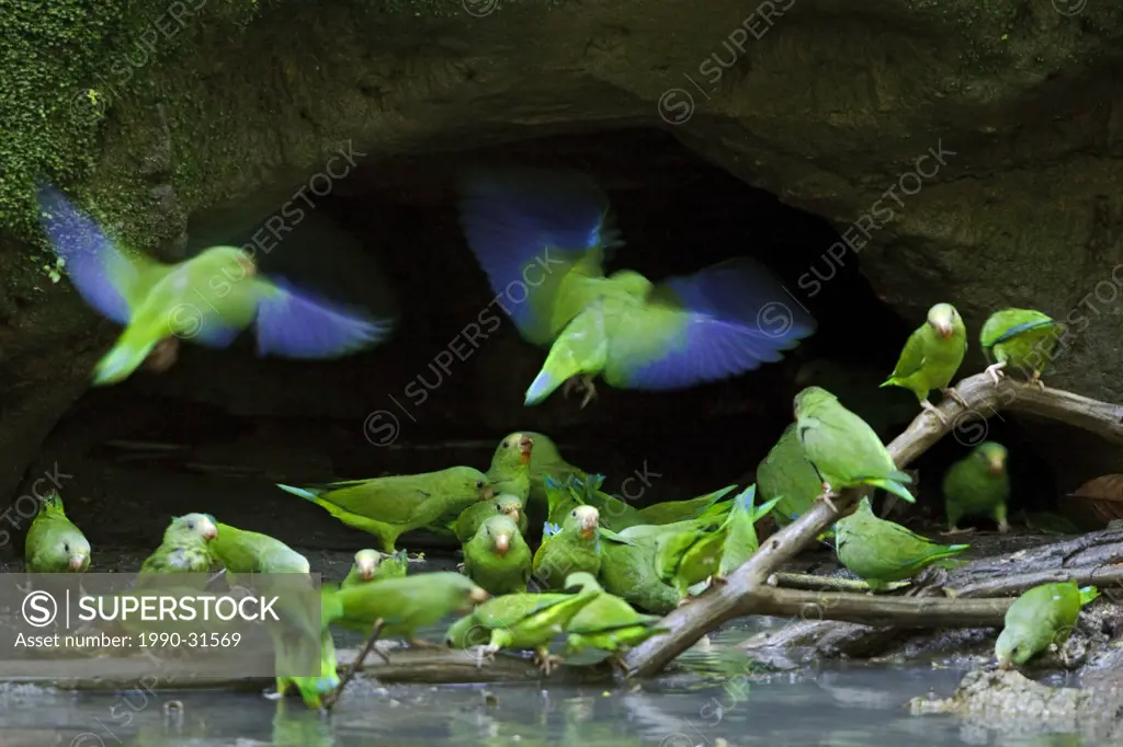 Cobalt_winged Parakeet Brotogeris cyanoptera perched near a clay lick along the Napo River in Amazonian Ecuador.