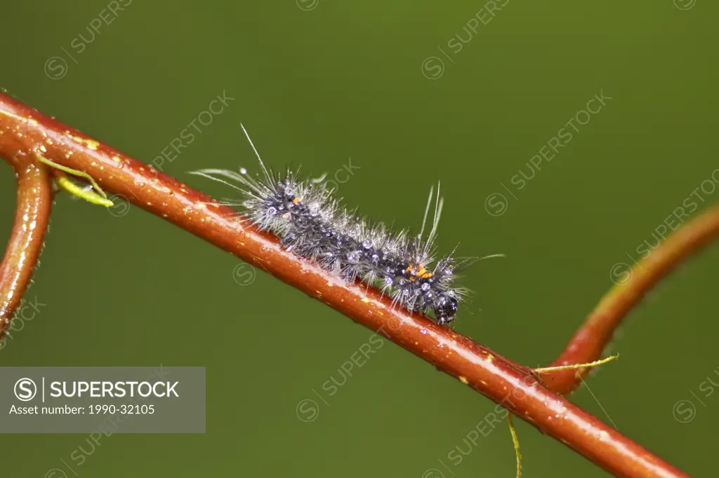 A caterpillar in the Tandayapa Valley of Ecuador.