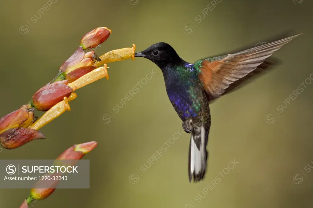 Velvet_purple Coronet Boissonneaua jardini feeding at a flower while flying in the Milpe reserve in northwest Ecuador.