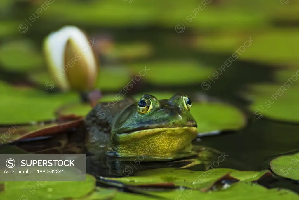 Male Bullfrog Rana catesbeiana in wetland