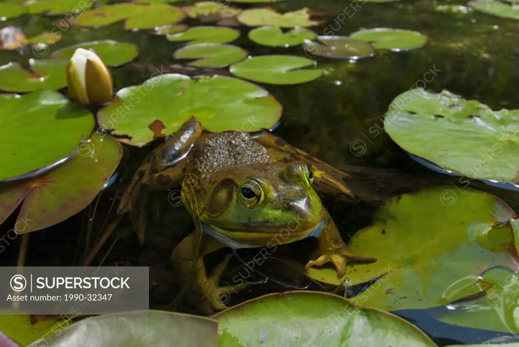 Male Bullfrog Rana catesbeiana in wetland