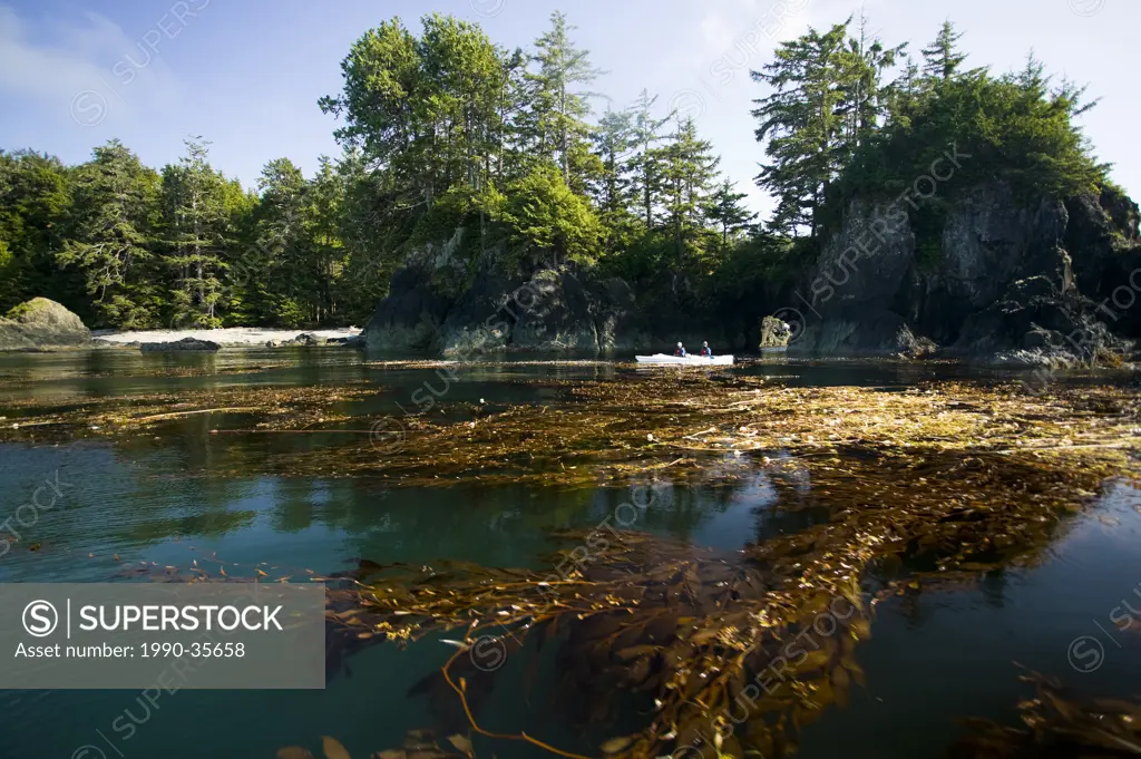 Two Kayakers in Kyuquot Sound paddle amongst the kelp forests and haystock rock formations on Vancouver´s Northern West Coast. Spring Island, Kyuquot ...