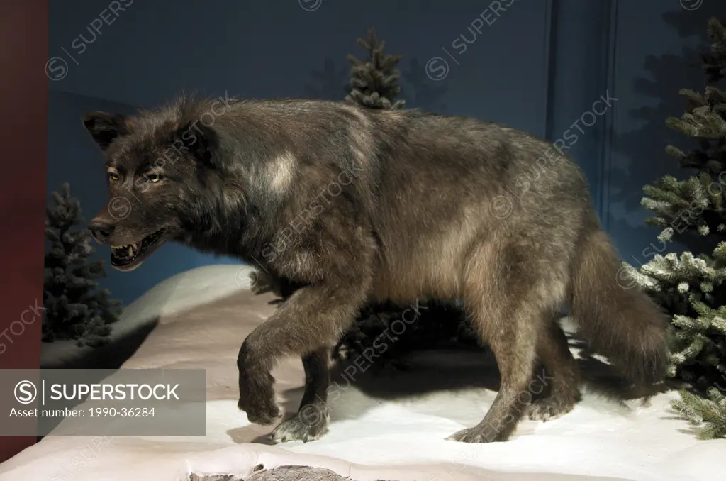 Stuffed or taxidermy display of Timber Wolf Canis lupus, Kananaskis Country, Alberta, Canada