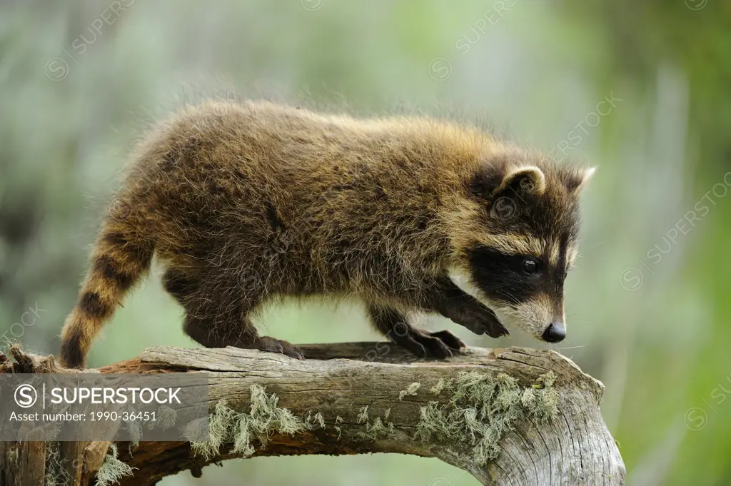 Raccoon Procyon lotor baby. Captive animal