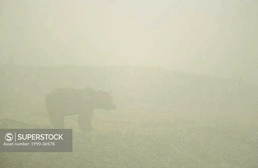 Grizzly bear in fog