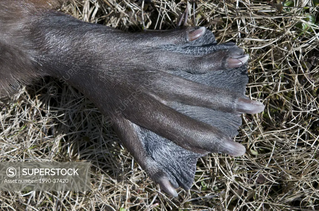 Close_up of beavers webbed foot, or paw adapted for swimming. Castor canadensis. Northern Ontario, Canada.