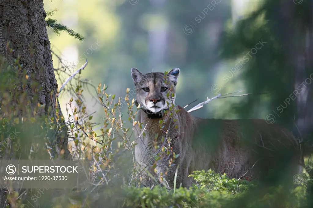 Mountain lion Puma concolorwith radio tracking collar Banff National Park