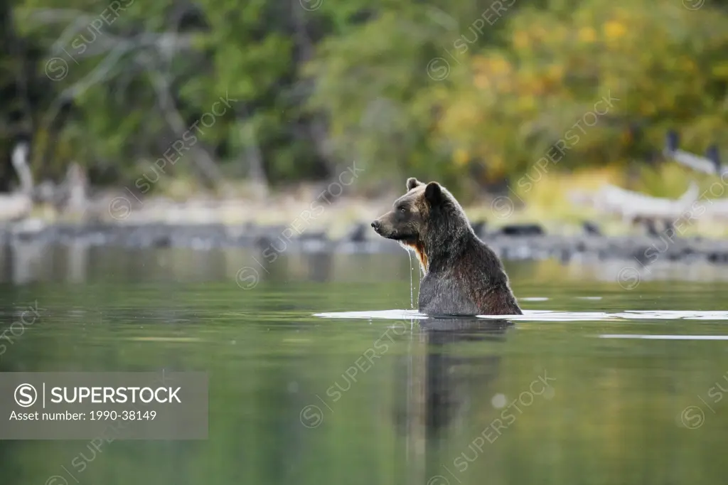 Grizzly bear in mountain lake