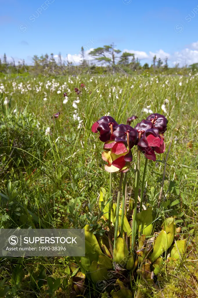 Cotton Grass Eriophorum polystachion, and Pitcher_plant Sarracenia purpurea in the Avalon Wilderness Area, Newfoundland and Labrador, Canada.