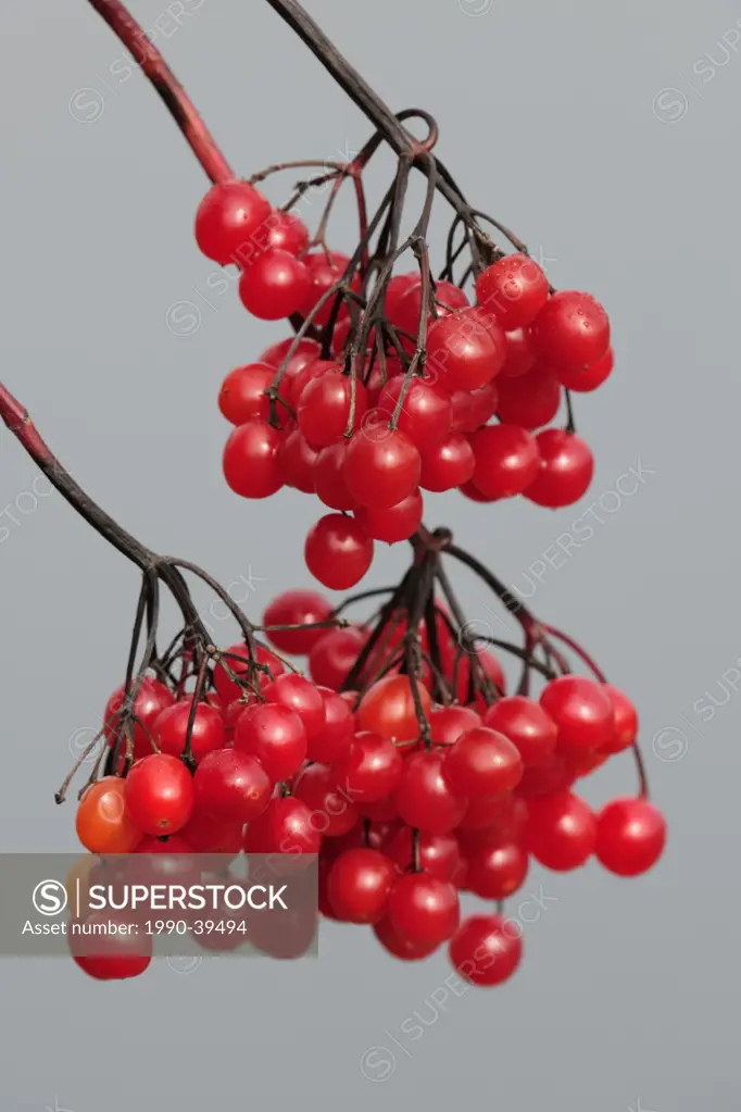 Highbush cranberry Viburnum trilobum berries.