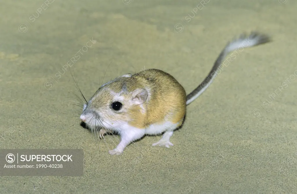 Adult Ord´s kangaroo rat Dipodomys ordii, southeastern Alberta, prairie Canada