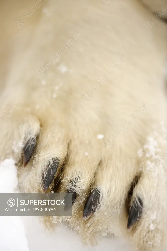 Close up of Polar bear Ursus maritimus paws. Seal River Heritage Lodge, Churchill, Manitoba, Canada.