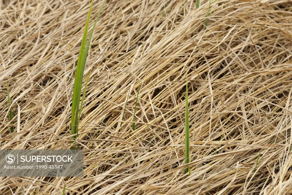 Blade of grass emerging through mat of dead grasses