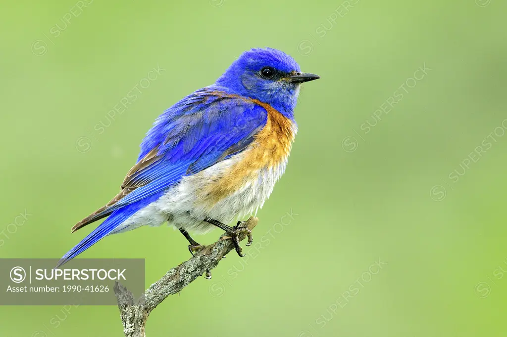 Male western bluebird Sialia mexicana bringing food to its nestlings, southern Okanagan Valley, Britsih Columbia