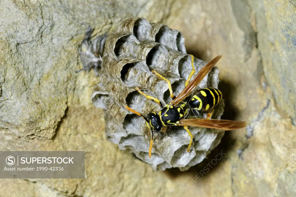 Paper wasp Polistes fuscatus examining its simple nest of a single layer of paper cells, southern Okanagan Valley, British Columbia,