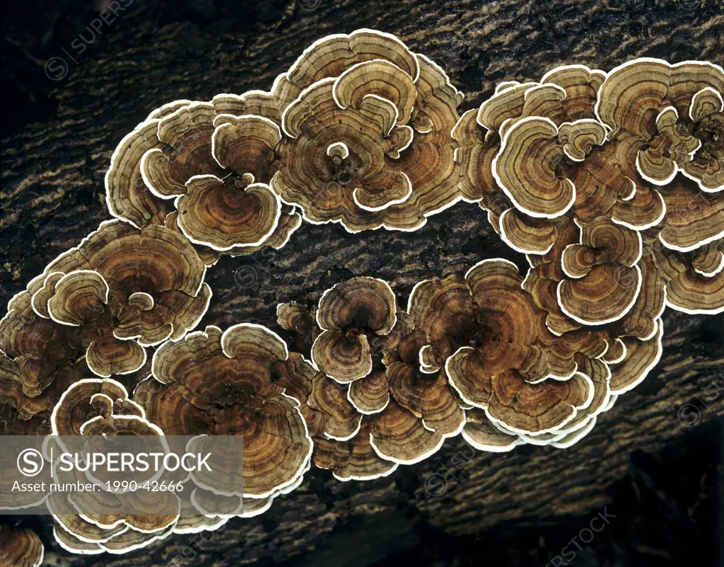 Turkey Tail Fungus Trametes Versicolor, Ontario, Canada