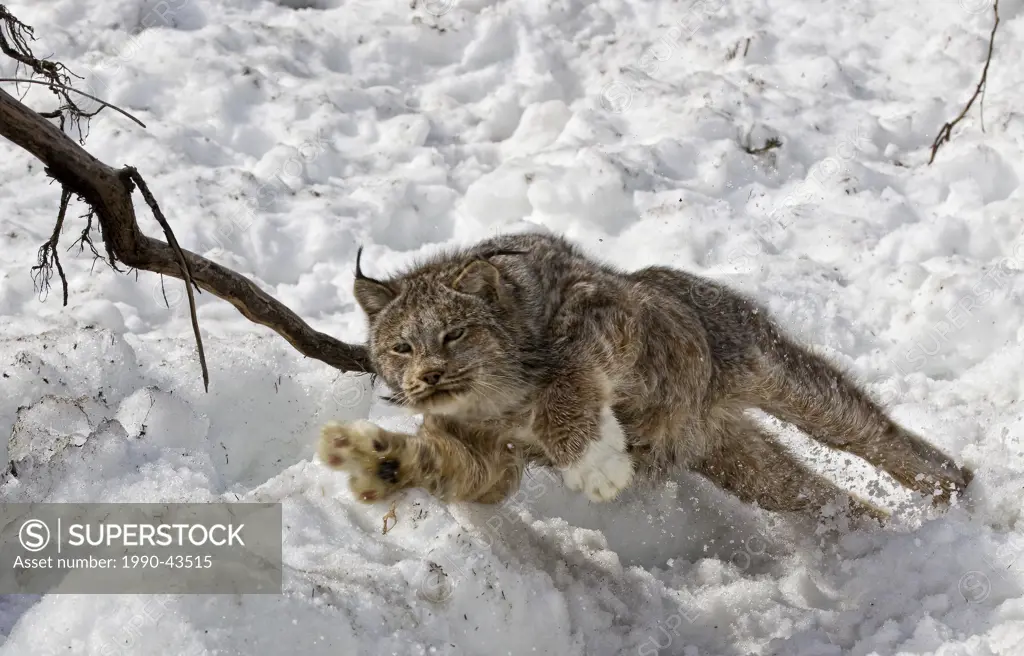 Lynx Lynx canadensis pouncing, near Watson Lake, yukon.