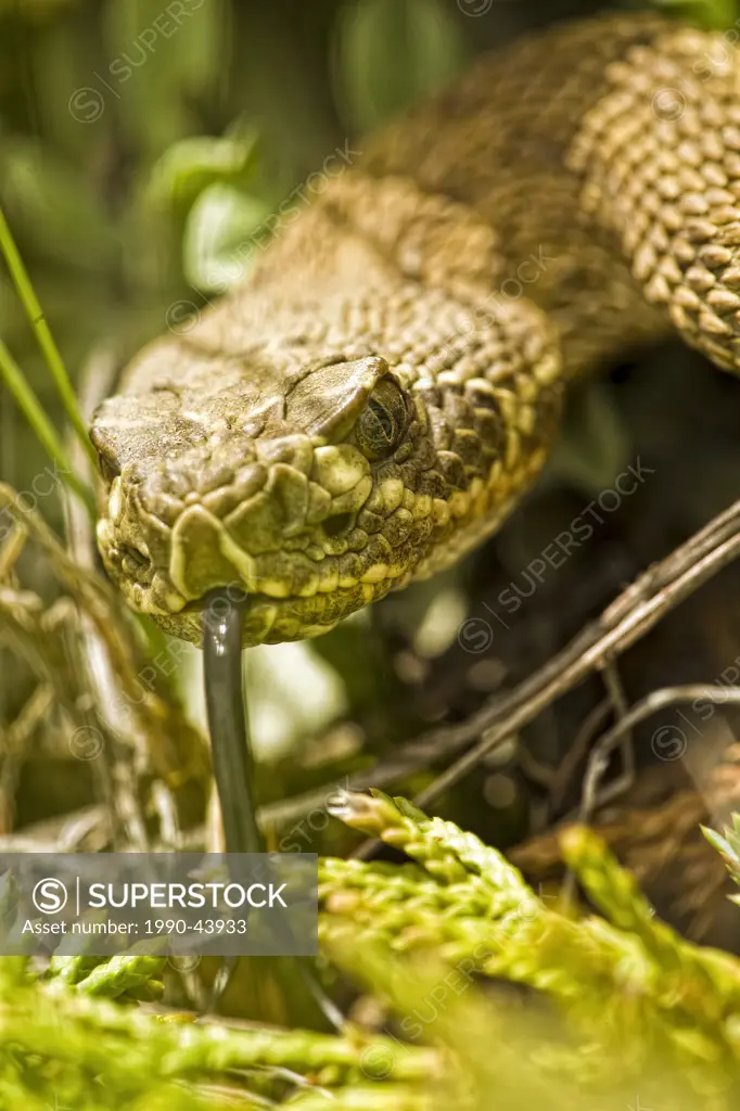 Prairie rattlesnake, Grasslands National Park, Saskatchewan.