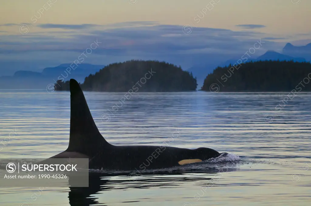 Male Killer Whale Orcinus orca northern resident, off Northern Vancouver Island coastline, British Columbia, Canada.