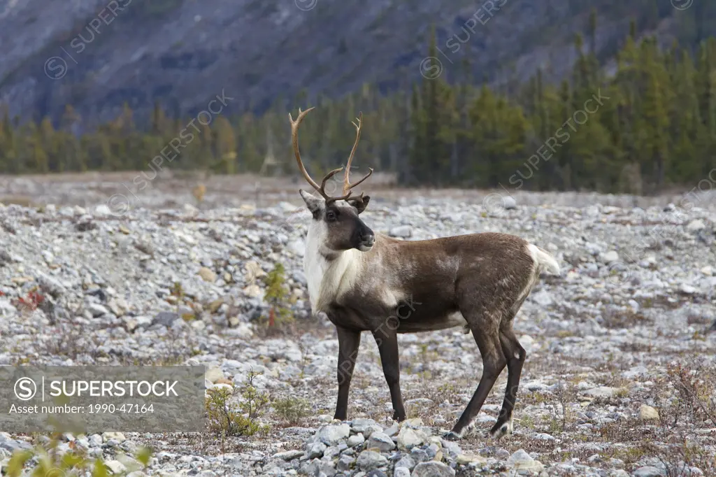 Mountain woodland caribou, Rangifer tarandus caribou, bull, on rocky alluvial fan, Muncho Lake Provincial Park, British Columbia, Canada