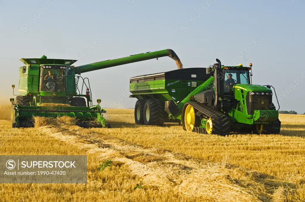 A female combine operator harvests swathed spring wheat while unloading into a grain wagon on the go, near Somerset, Manitoba, Canada