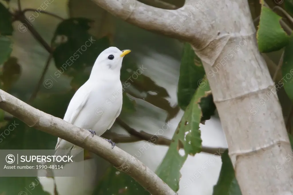 Yellow_billed Cotinga Carpodectes antoniae perched on a branch in Costa Rica.