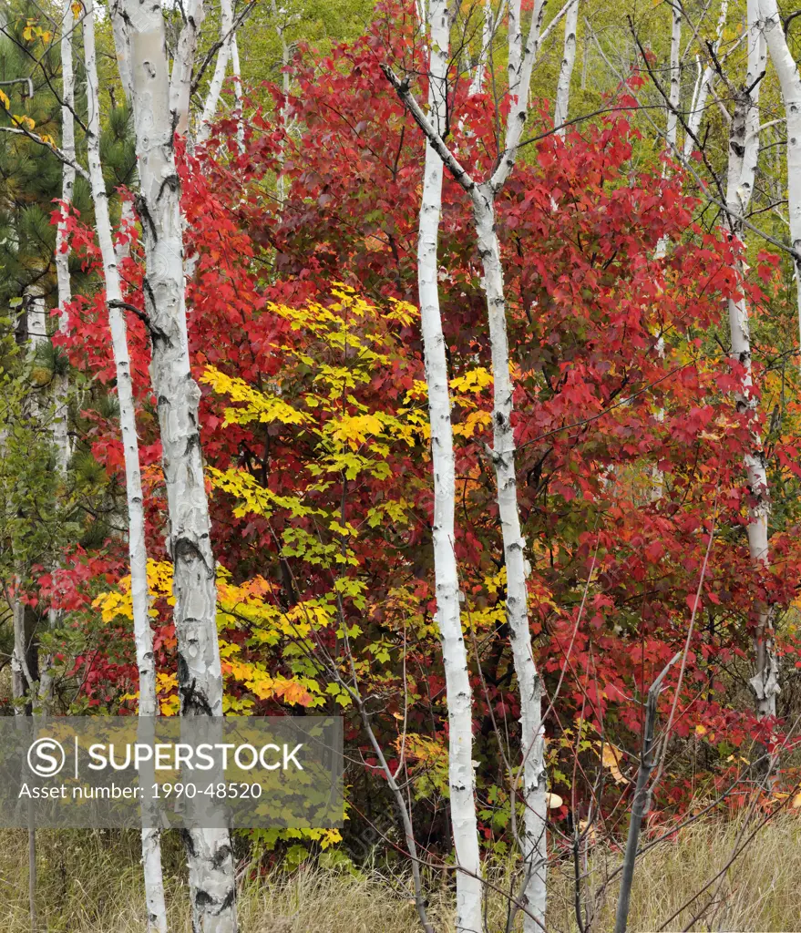 Acer rubrum Red Maple Autumn foliage with white birch tree trunks, Greater Sudbury, Ontario, Canada