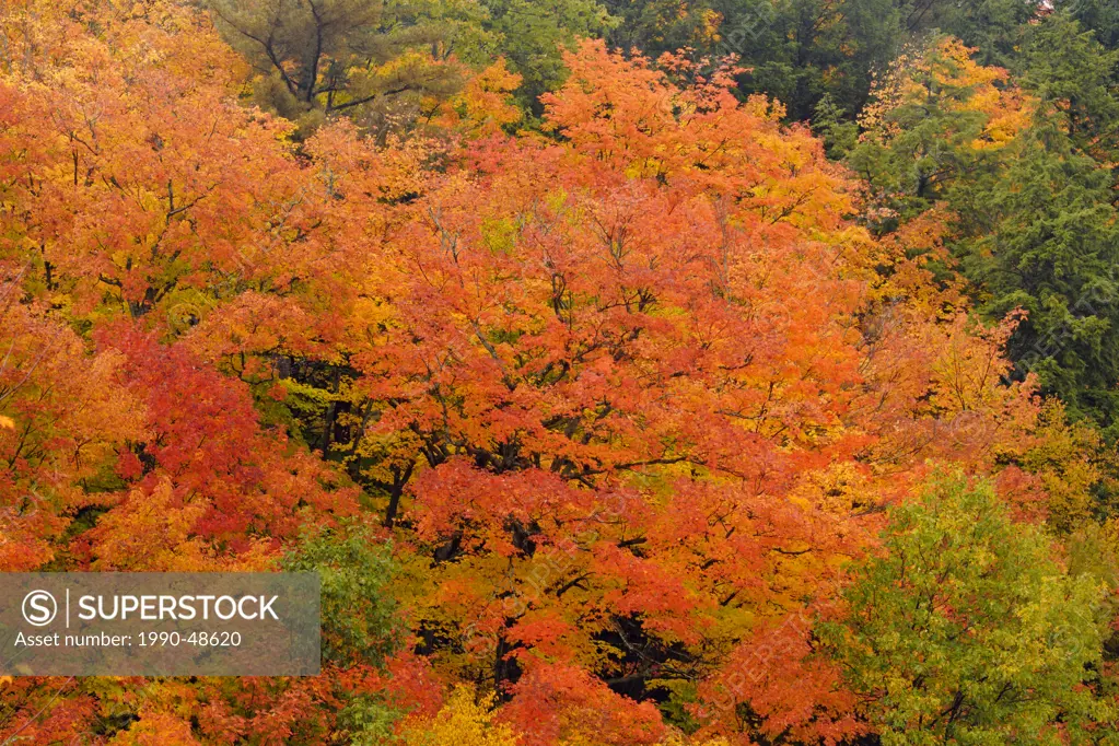 Temperate deciduous forest trees in peak autumn colour, Algonquin Provincial Park, Ontario, Canada