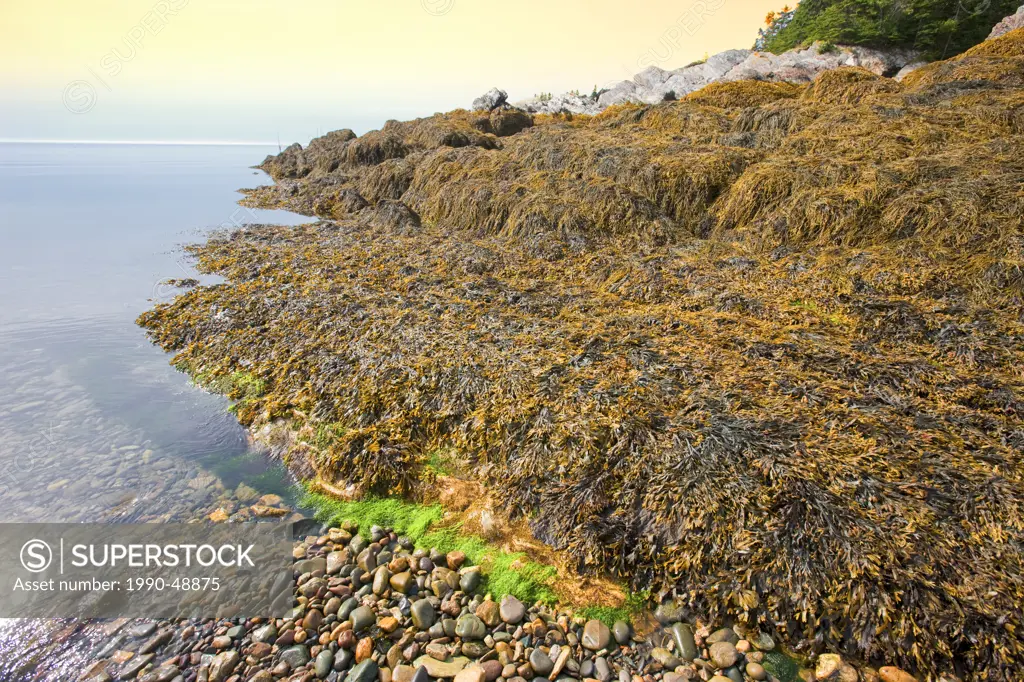 Seaweed on Rock formation Pettes Cove, Grand Manan Island, Bay of fundy, New Brunswick, Canada