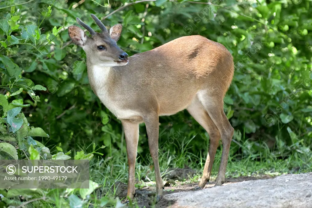 Red brocket deer Mazama americana, Pantanal wetlands, Southwestern Brazil, South Amercia