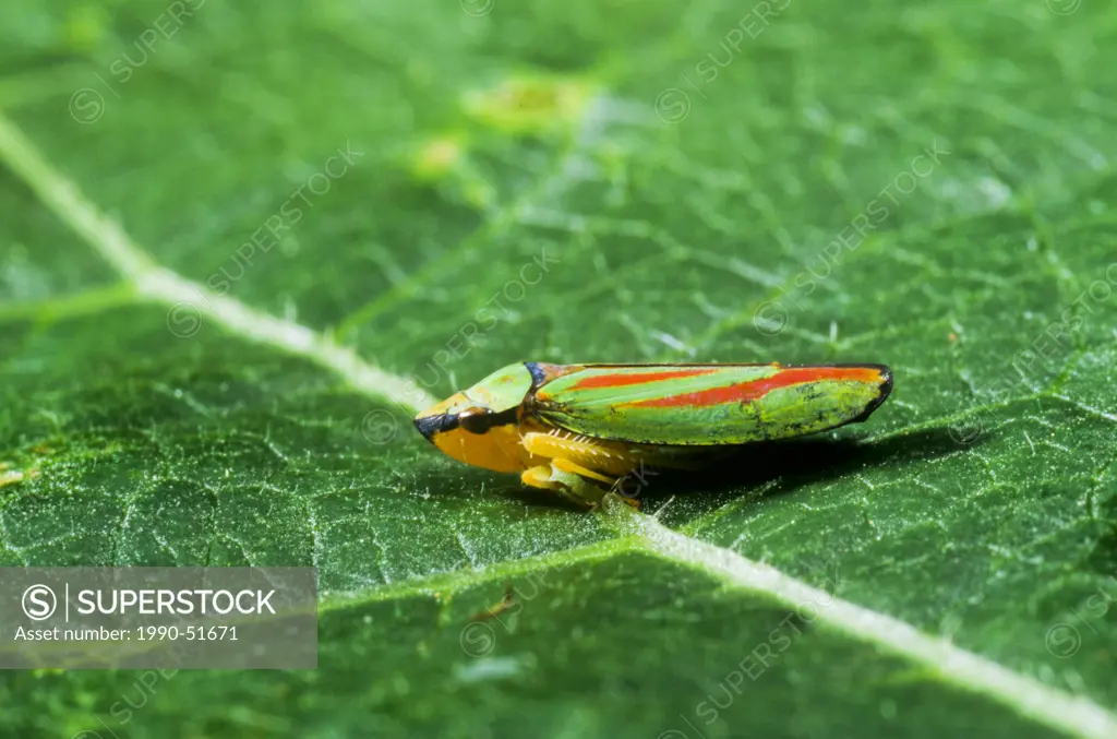 Scarlet_and_green Leafhopper, Graphocephala coccinea