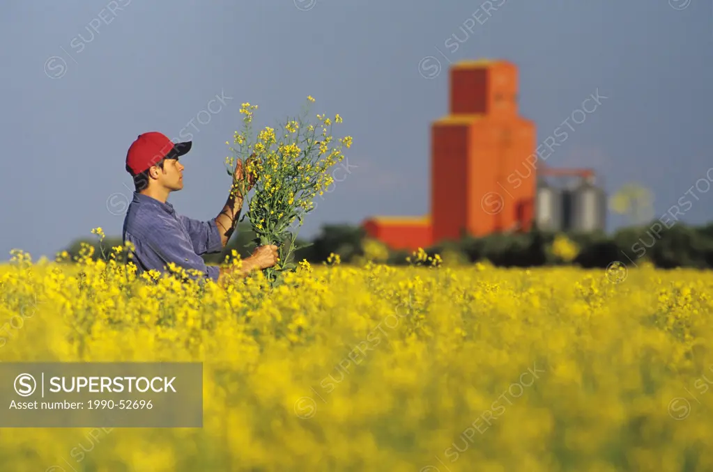 A farmer examines his bloom stage canola with grin storage facility in background, Carey, Manitoba, Canada.