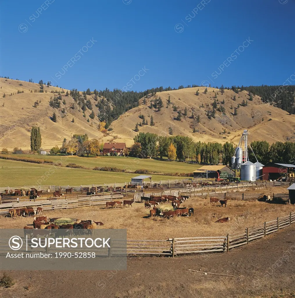 Alkali Lake Ranch, the province´s oldest ranch, with cattle feeding yards, hay fields and ranch buildings , Chilcotin Region, British Columbia, BC, Ca...