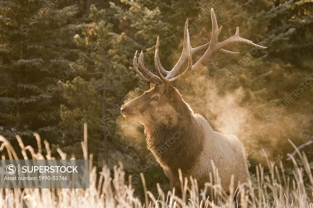 Male Elk standing in meadow